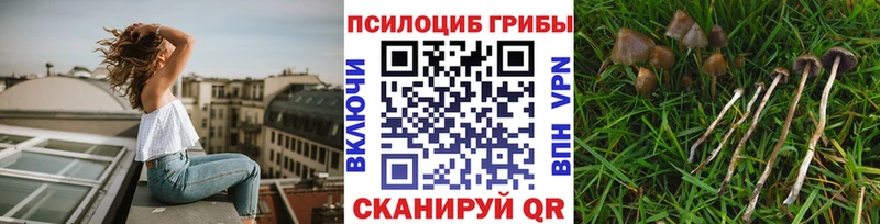 цены наркотик  mega как войти  Псилоцибиновые грибы Psilocybe  Богородск 